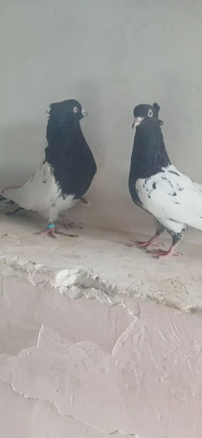کله‌ی سیاه جفت|پرنده|ملکان, |دیوار