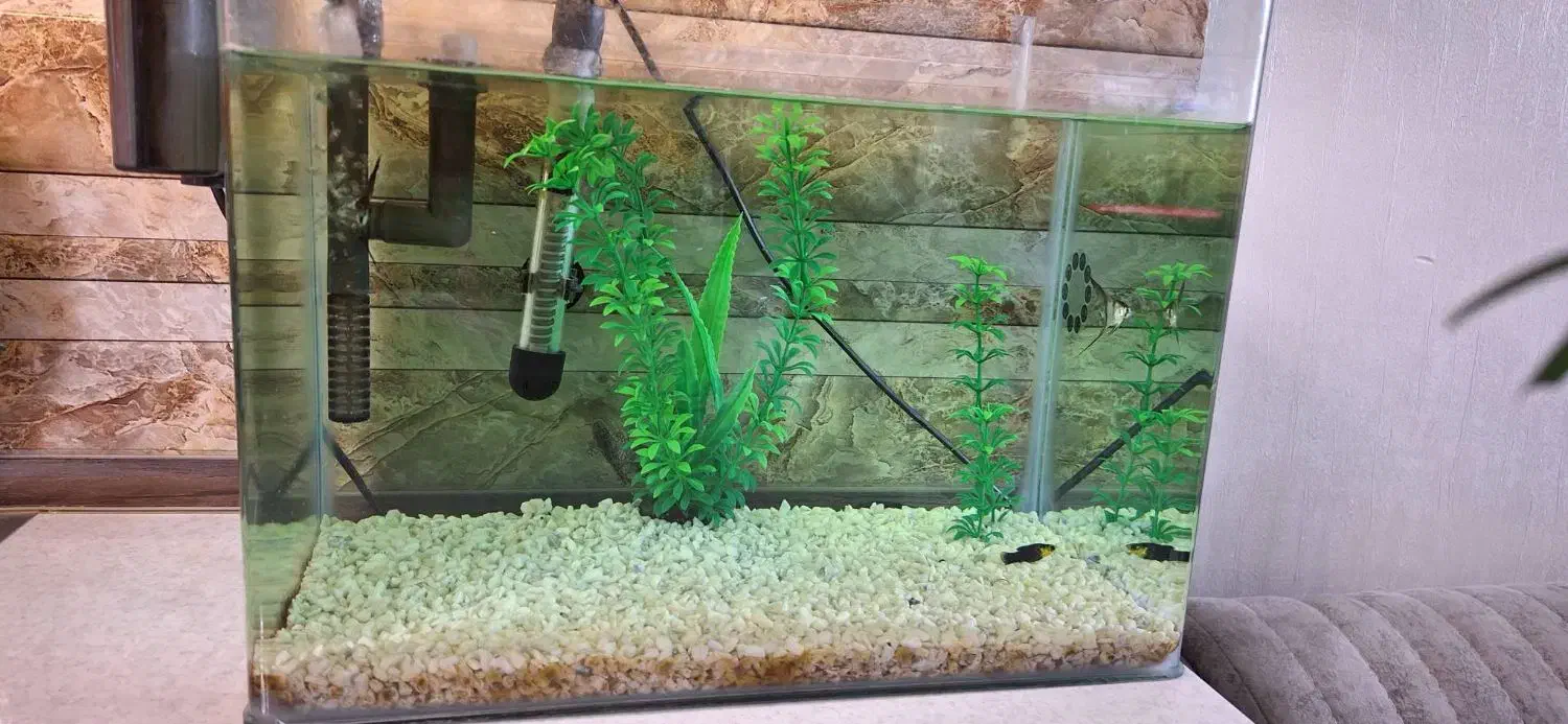 زیبایی منزل|ماهی|تهران, پرستار|دیوار