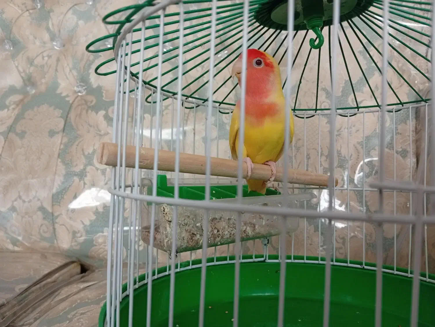 طوطی برزیلی|پرنده|قم, در بهشت|دیوار