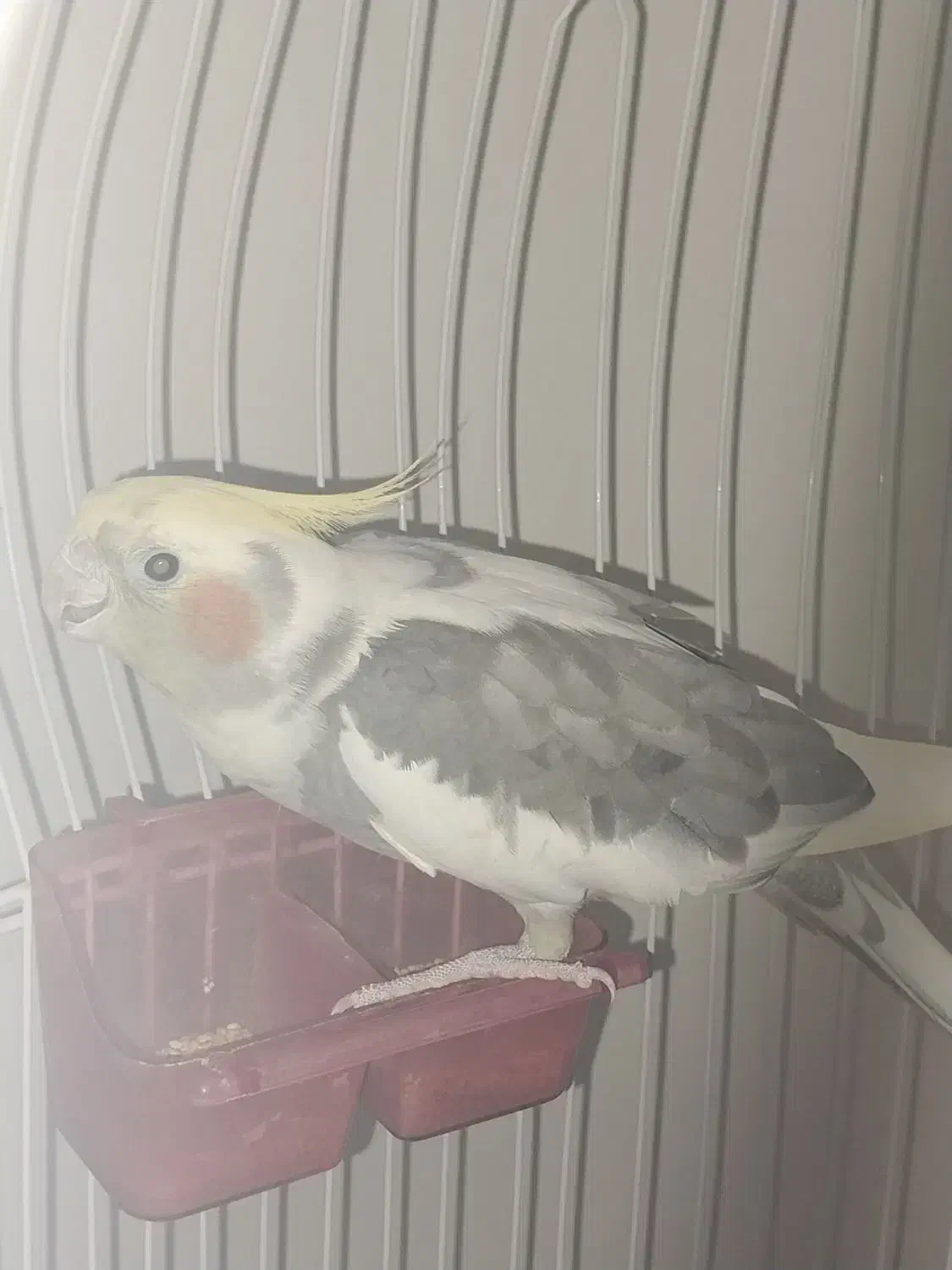 پرنده عروس هلندی|پرنده|رشت, جماران|دیوار