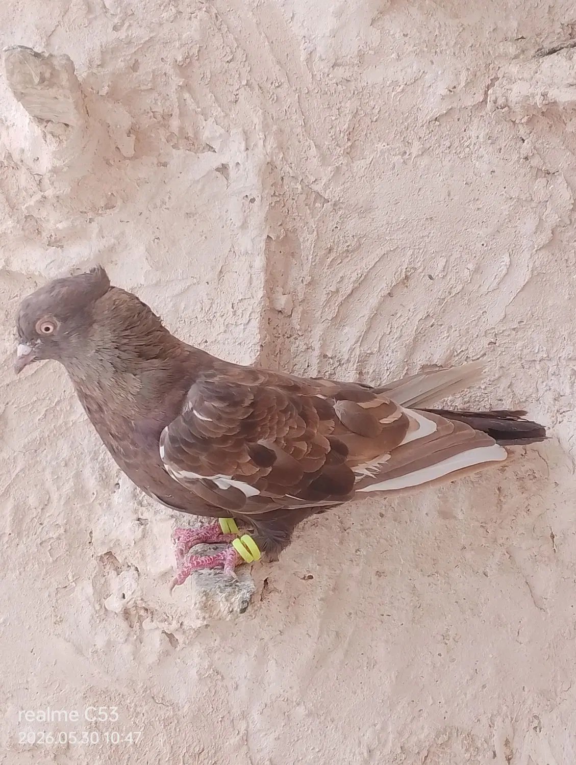 سینه|پرنده|مشهد, شهرک مهرگان|دیوار