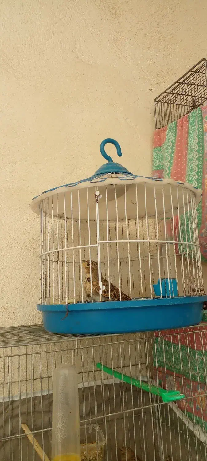 سهره خاکی نر|پرنده|تبریز, |دیوار