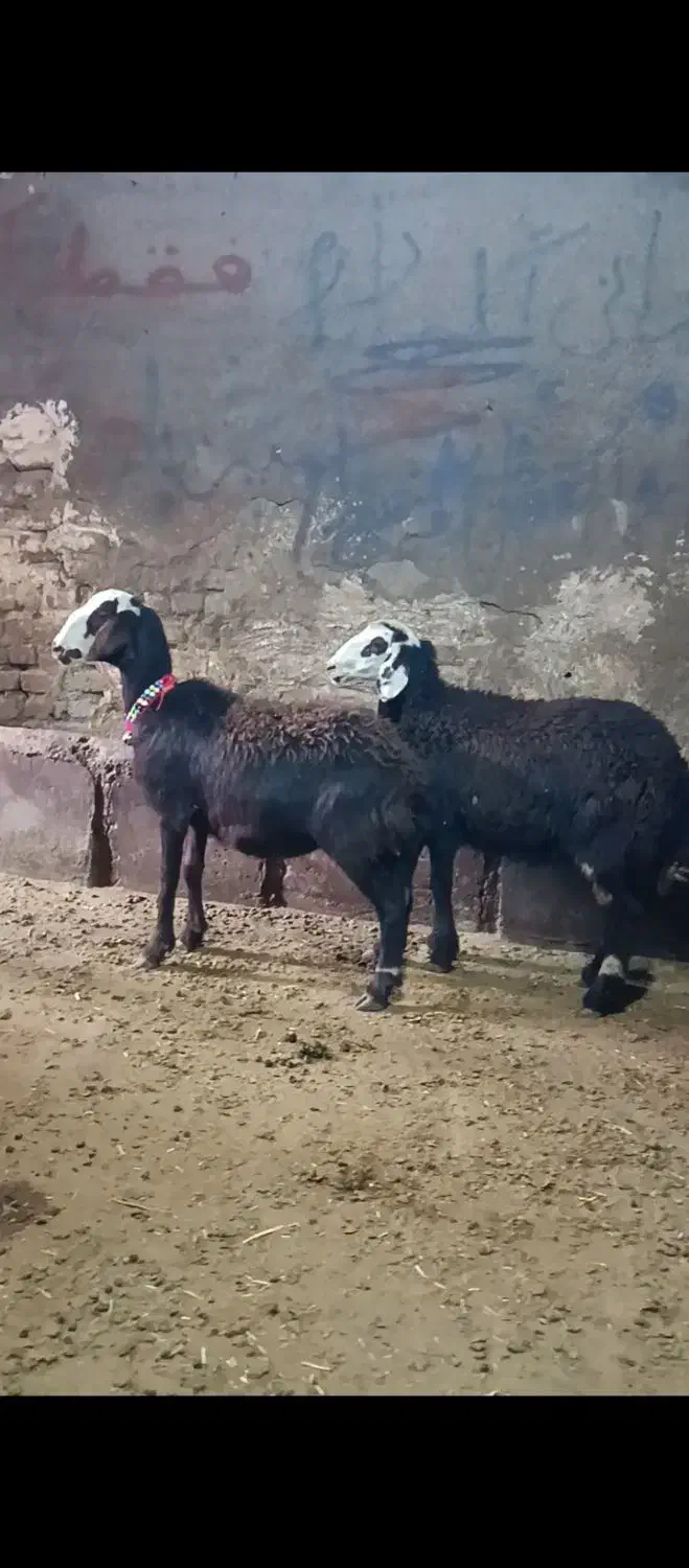 بره ماده کله سفید|حیوانات مزرعه|بروجرد, |دیوار