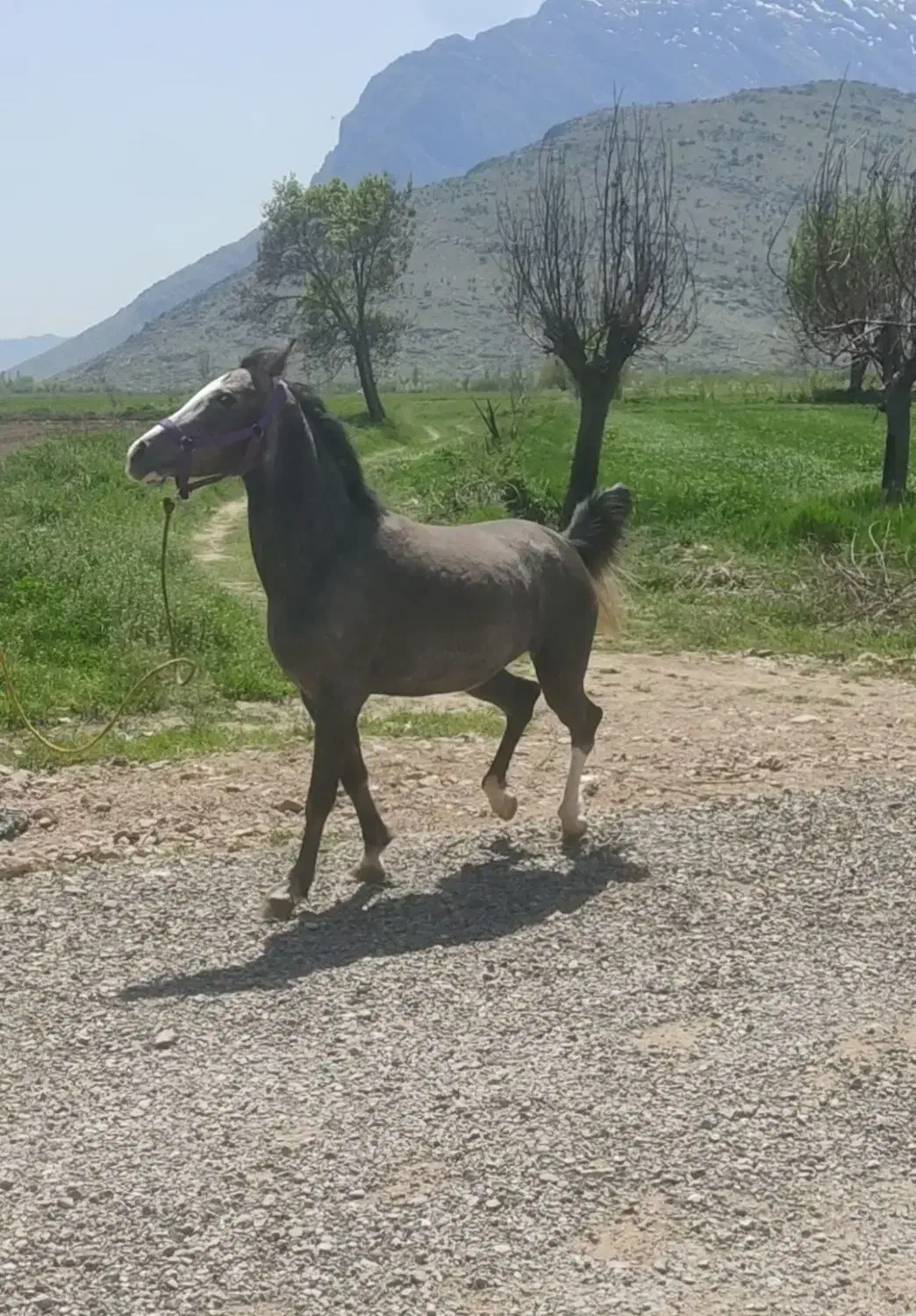 کوری مادیان|اسب و تجهیزات اسب‌سواری|بیستون, |دیوار