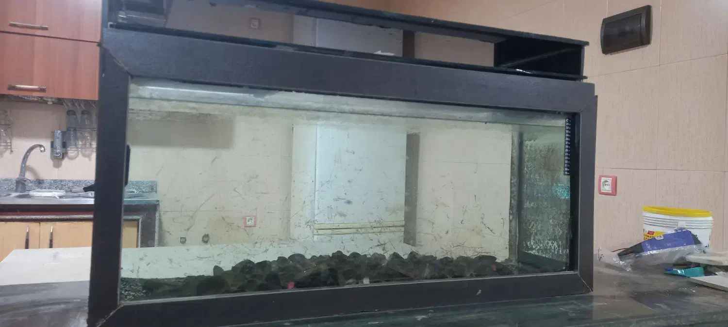 آکواریوم|ماهی|پره‌سر, |دیوار