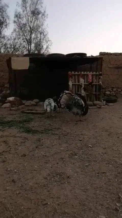 بوقلمون برنزه و بوربون|حیوانات مزرعه|عقدا, |دیوار