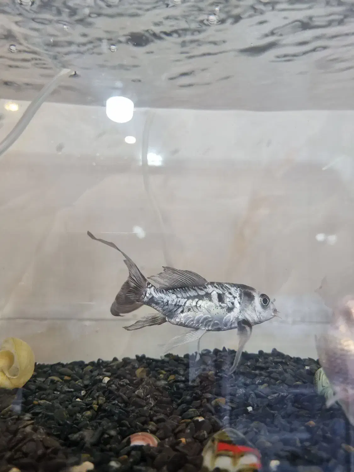 معاوضه ماهی کوی|ماهی|یزد, |دیوار