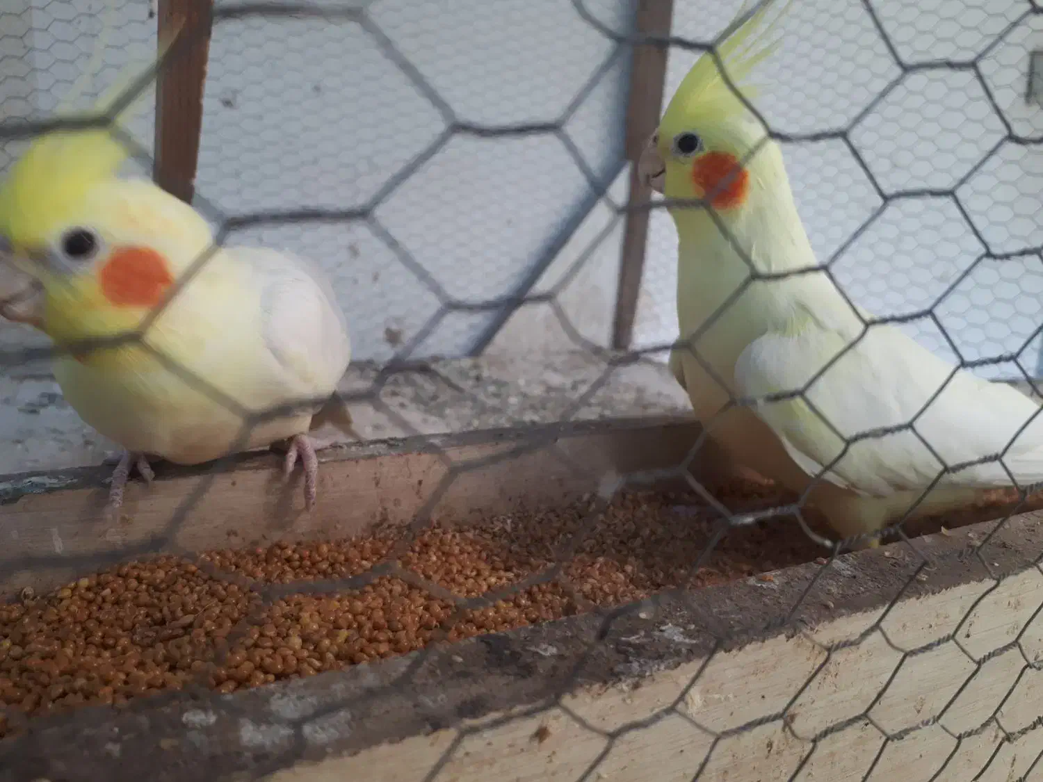 طوطی عروس هلندی|پرنده|قائمشهر, |دیوار