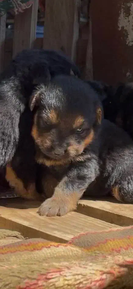 سگ .|سگ|کرج, فاز ۱ مهرشهر|دیوار