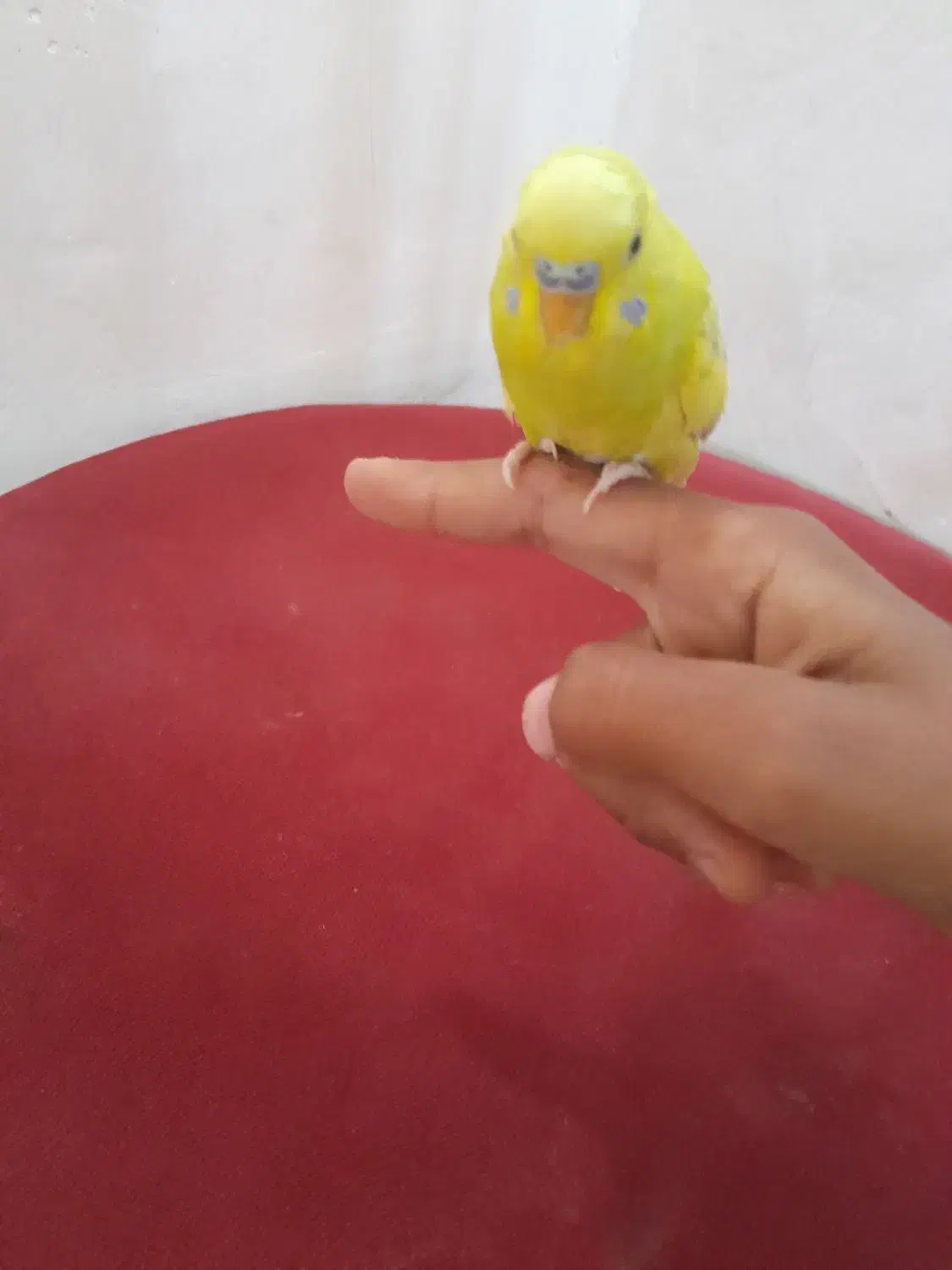 پرنده|پرنده|فیروزآباد (فارس), |دیوار