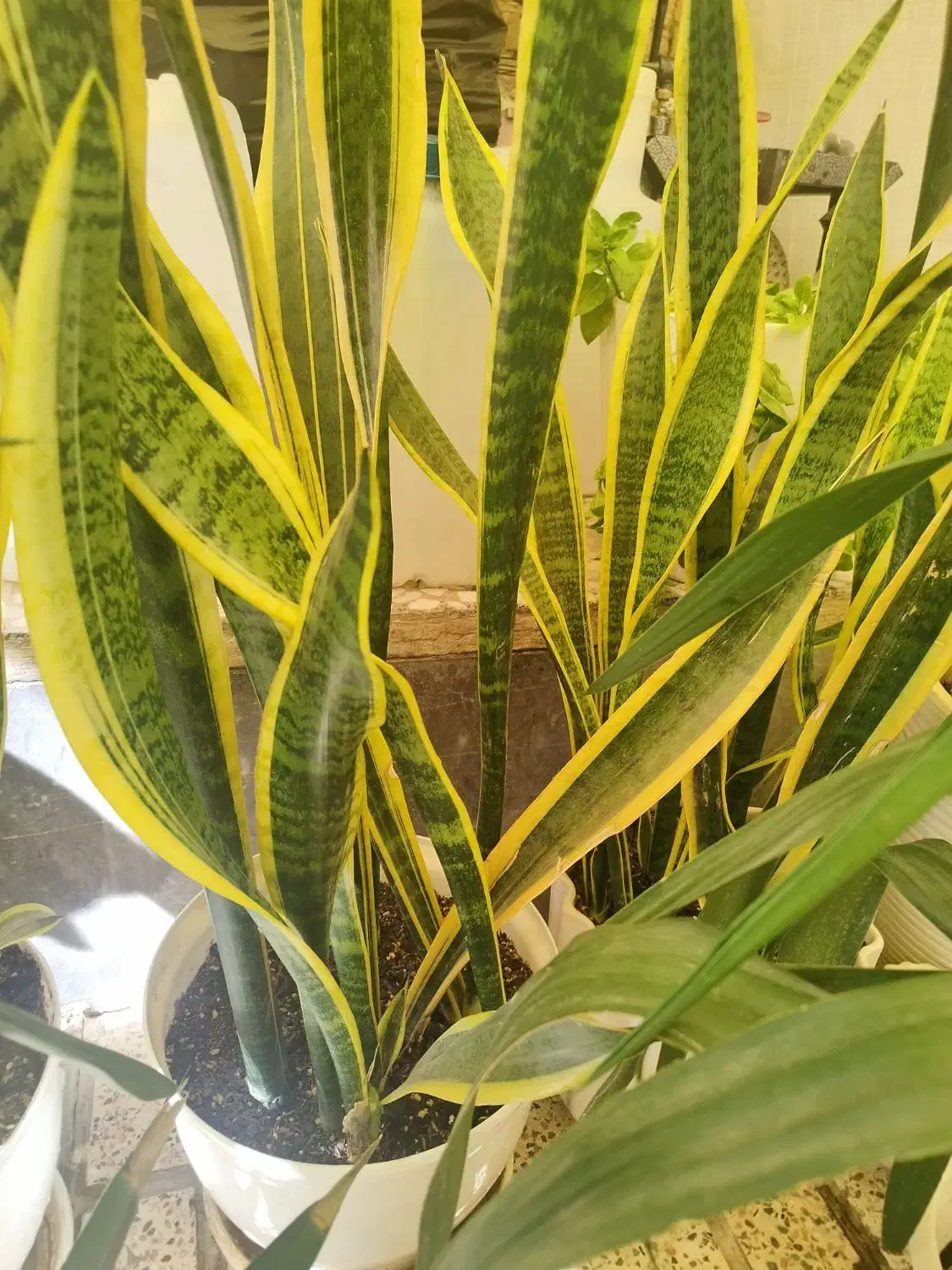 گل شمشیری|گل و گیاه طبیعی|بهارستان, |دیوار