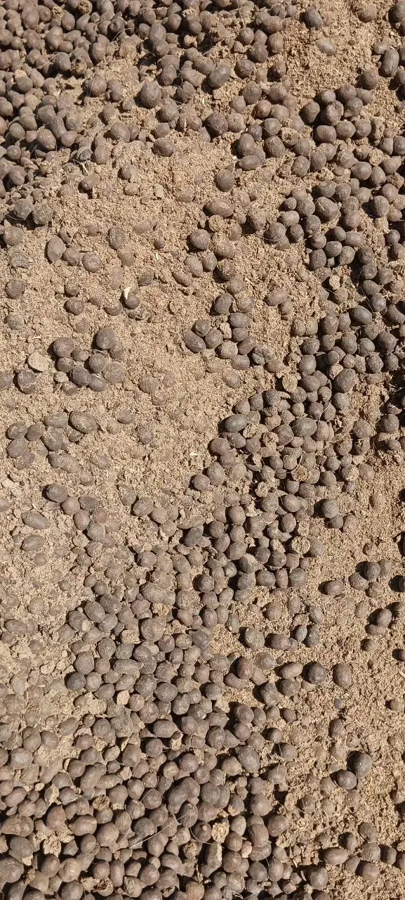 کودگوسفندی/درخت/پسته/باغبانی/دامی|خدمات باغبانی و درختکاری|شهر بابک, |دیوار