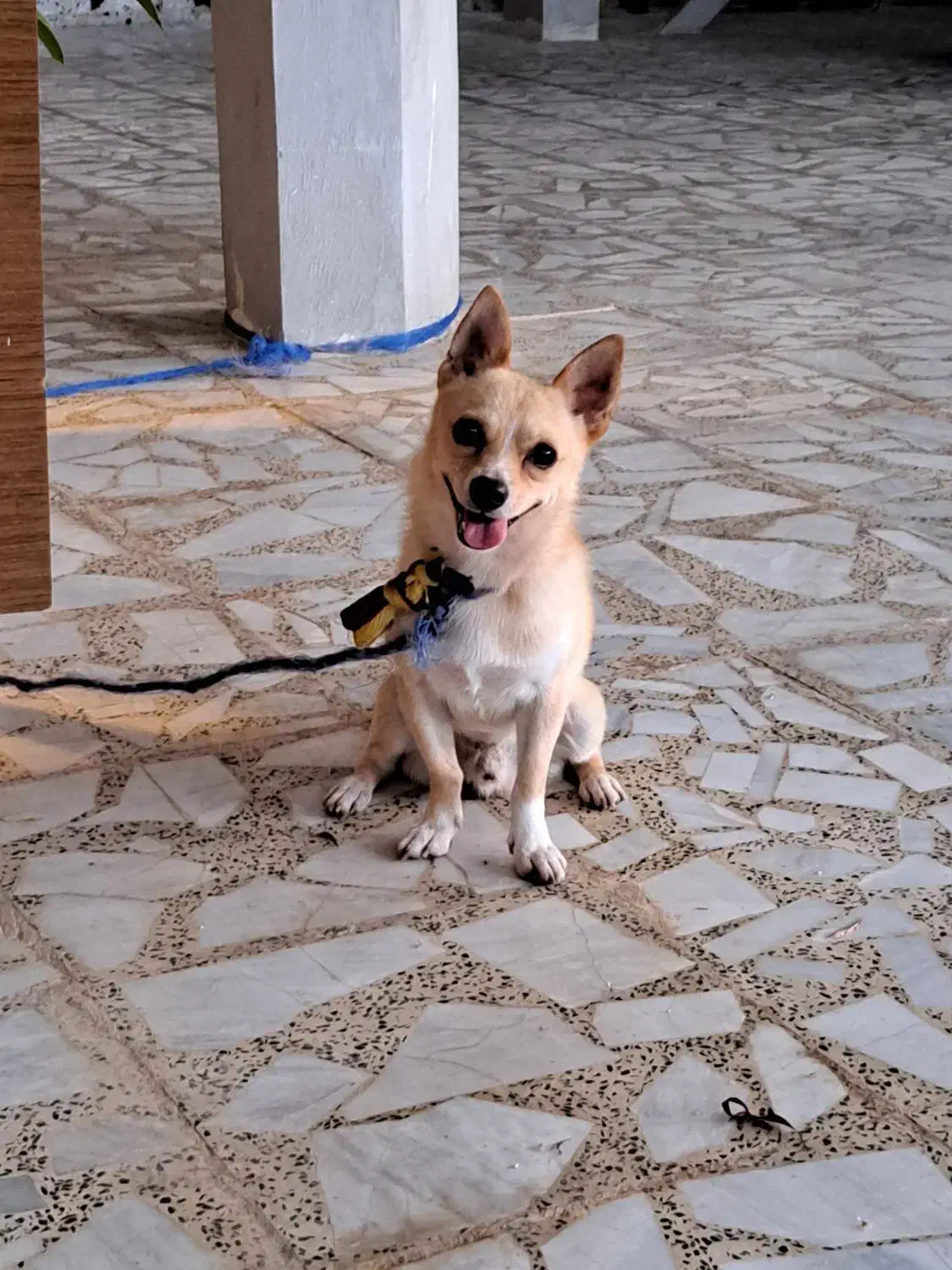 فروش سگ پاکوتاه|سگ|بابلسر, |دیوار