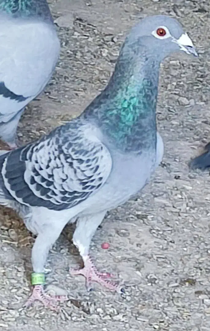 یازده  عدد مسافتی درجه یک|پرنده|سراوان, |دیوار