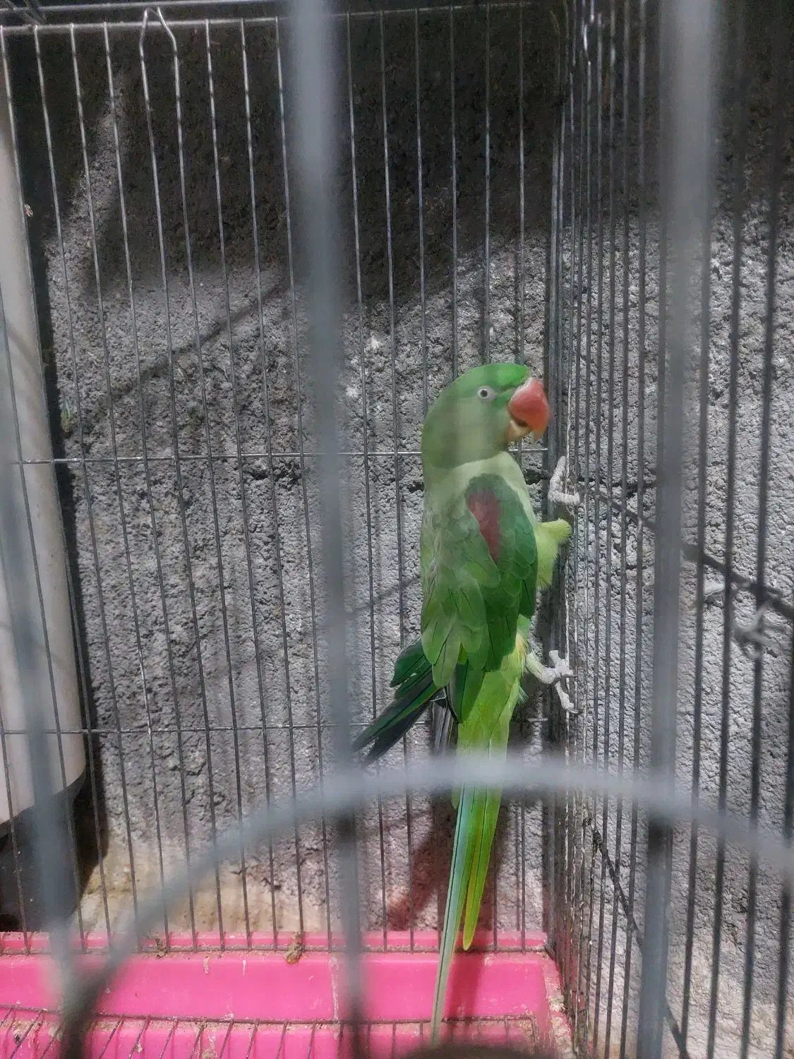 ۱عدد شاه طوطی و۱ عدد ملنگو نر جوان|پرنده|بندر ماهشهر, |دیوار