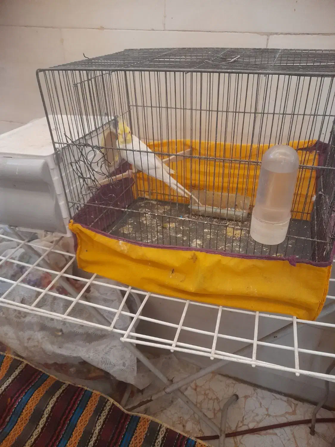 جفت عروس هلندی فول مولد|پرنده|اهواز, پردیس|دیوار