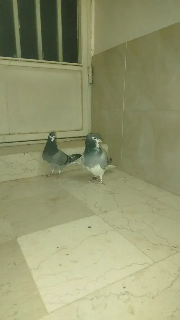 خرقه دمگیر|پرنده|حبیب آباد, |دیوار