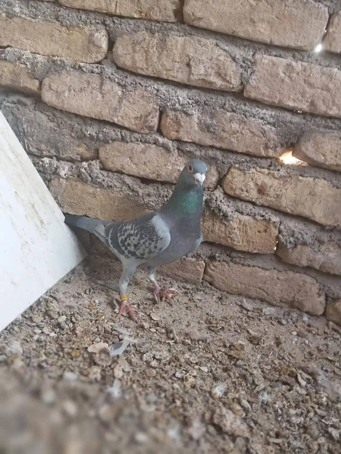 کبوتر المانی|پرنده|مشهد, علی آباد|دیوار