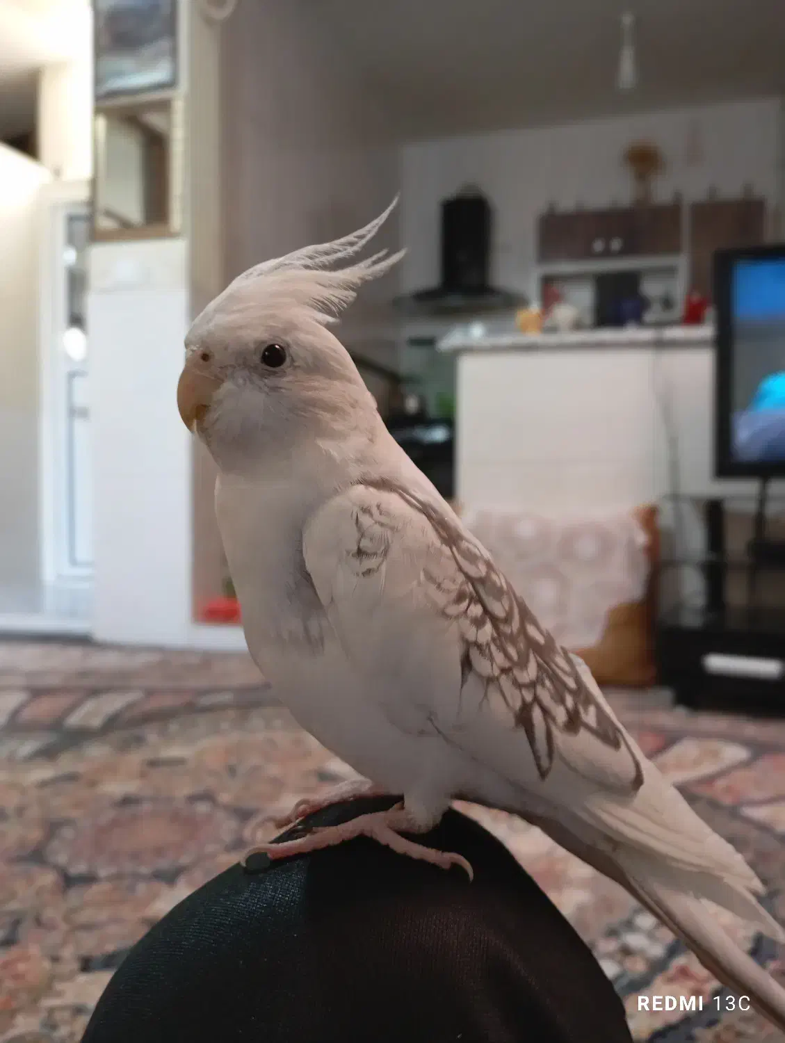 پرنده|حیوانات|شیراز, سعدیه شمالی|دیوار