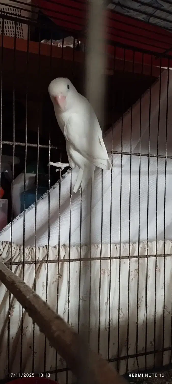 کوتوله مولد|پرنده|قم, کلهری|دیوار