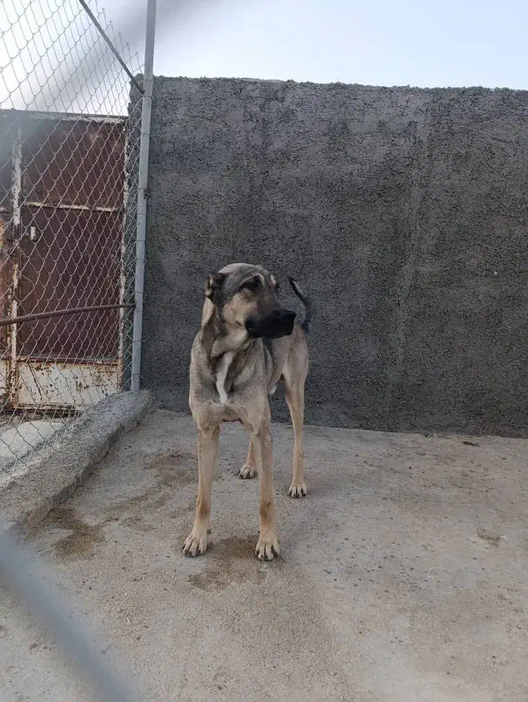 سگ سرابی|سگ|شیراز, کوشک میدان|دیوار