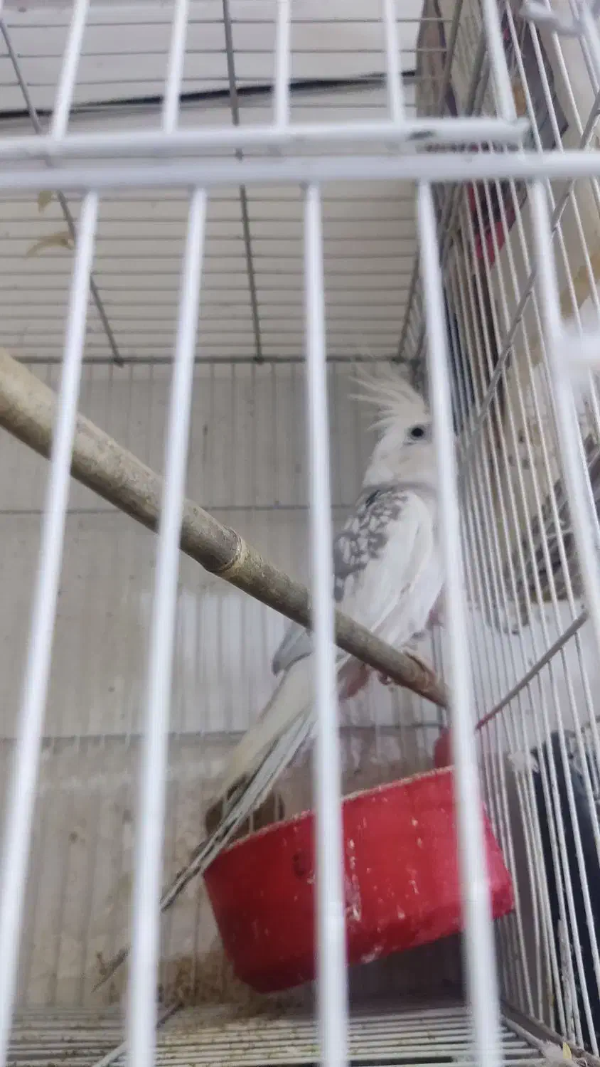 عروس هلندی قناری|پرنده|مشهد, تلگرد|دیوار