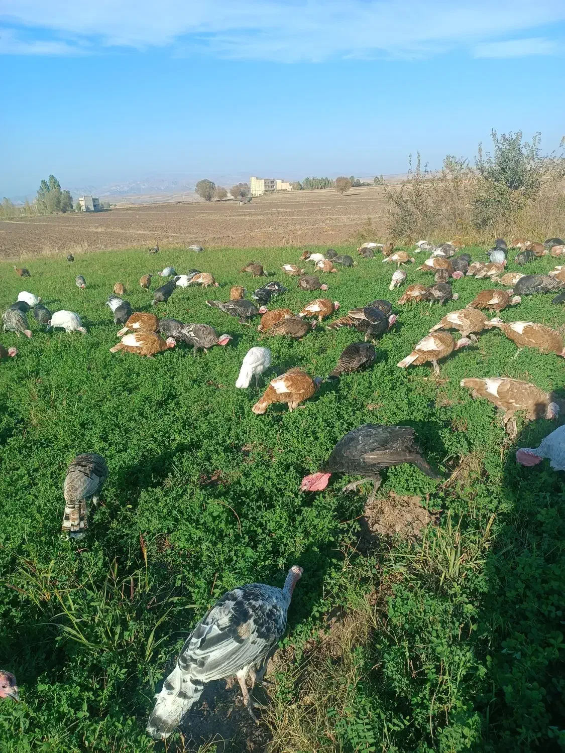 فروش بوقلمون زنده|حیوانات مزرعه|قصابه, |دیوار