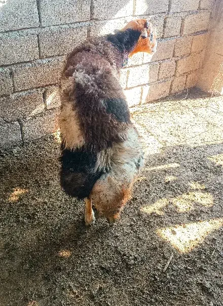 گوسقند.قوچ نر تخمی بروجردی|حیوانات مزرعه|طبقده, |دیوار