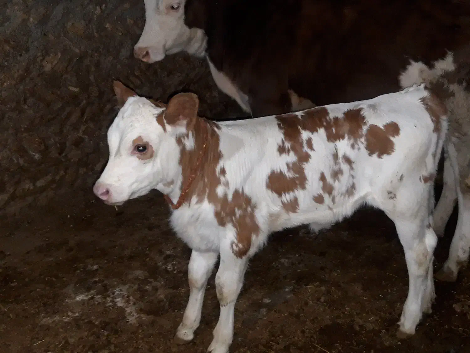 گاو گوساله|حیوانات مزرعه|دهگلان, |دیوار