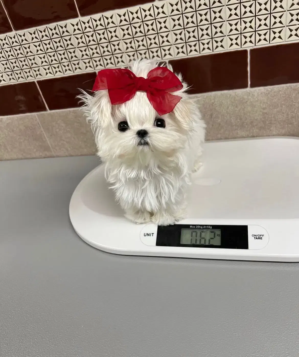 چاکلت مینی|سگ|تهران, حر|دیوار