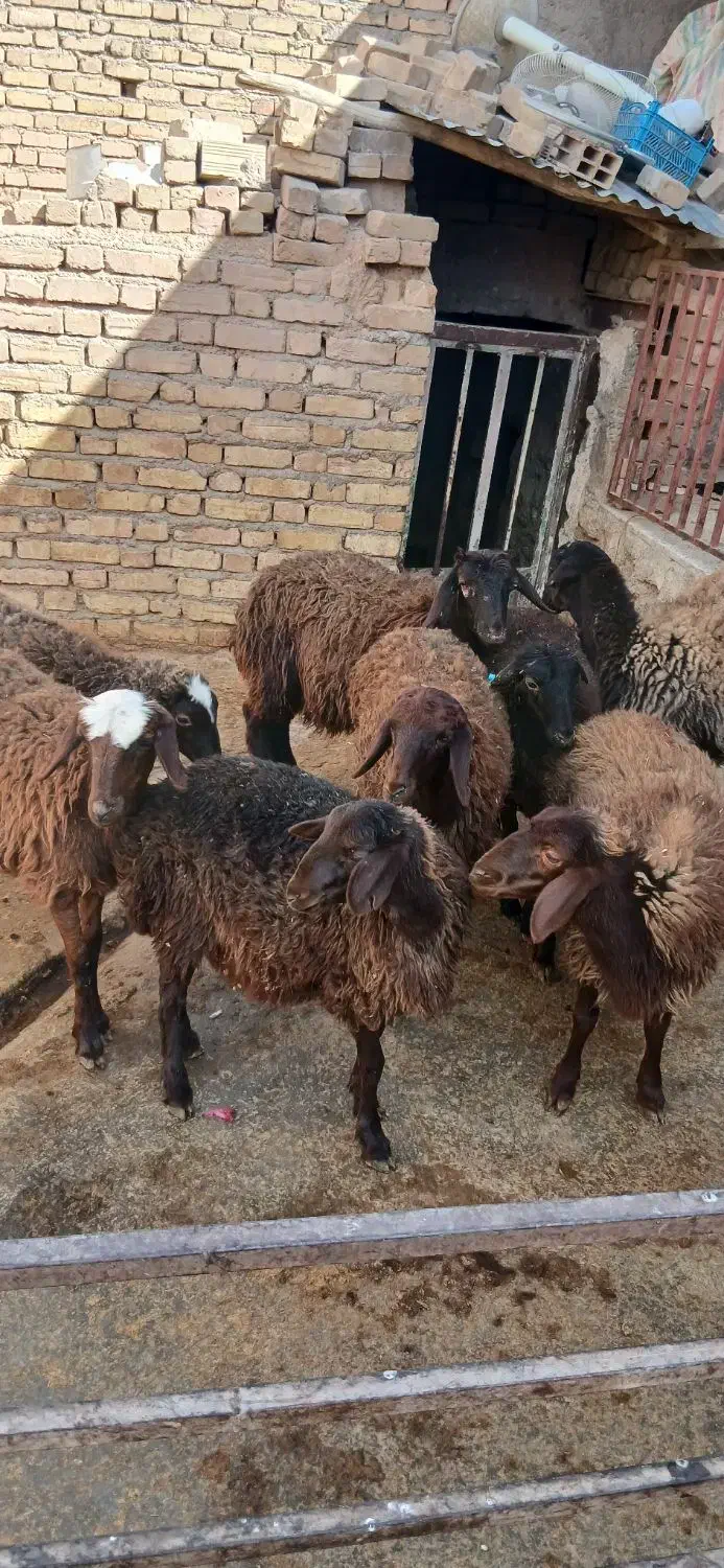 بره ماده|حیوانات مزرعه|شیرین‌سو, |دیوار