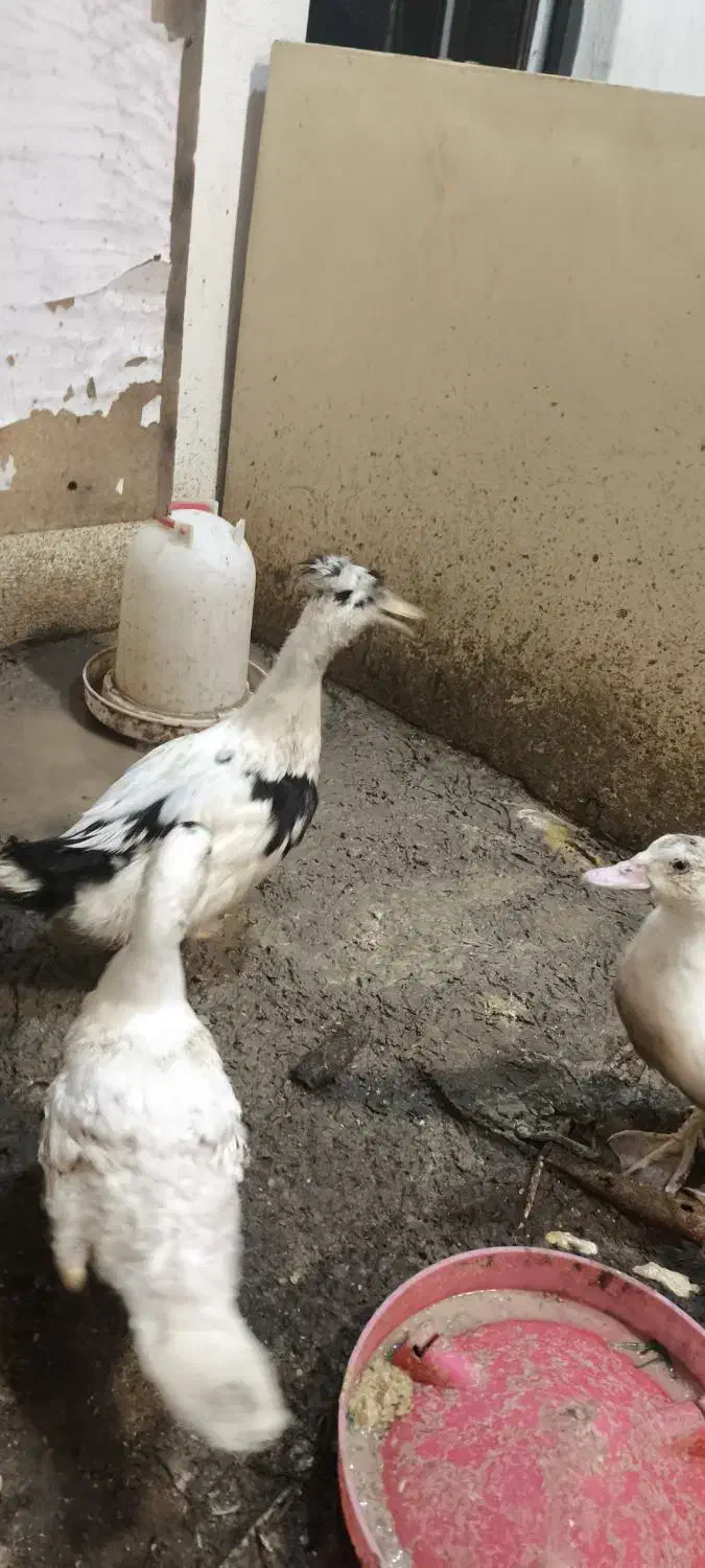 اردک اسرائیلی جوجه|حیوانات مزرعه|کرج, شهرک یاس جنوبی|دیوار