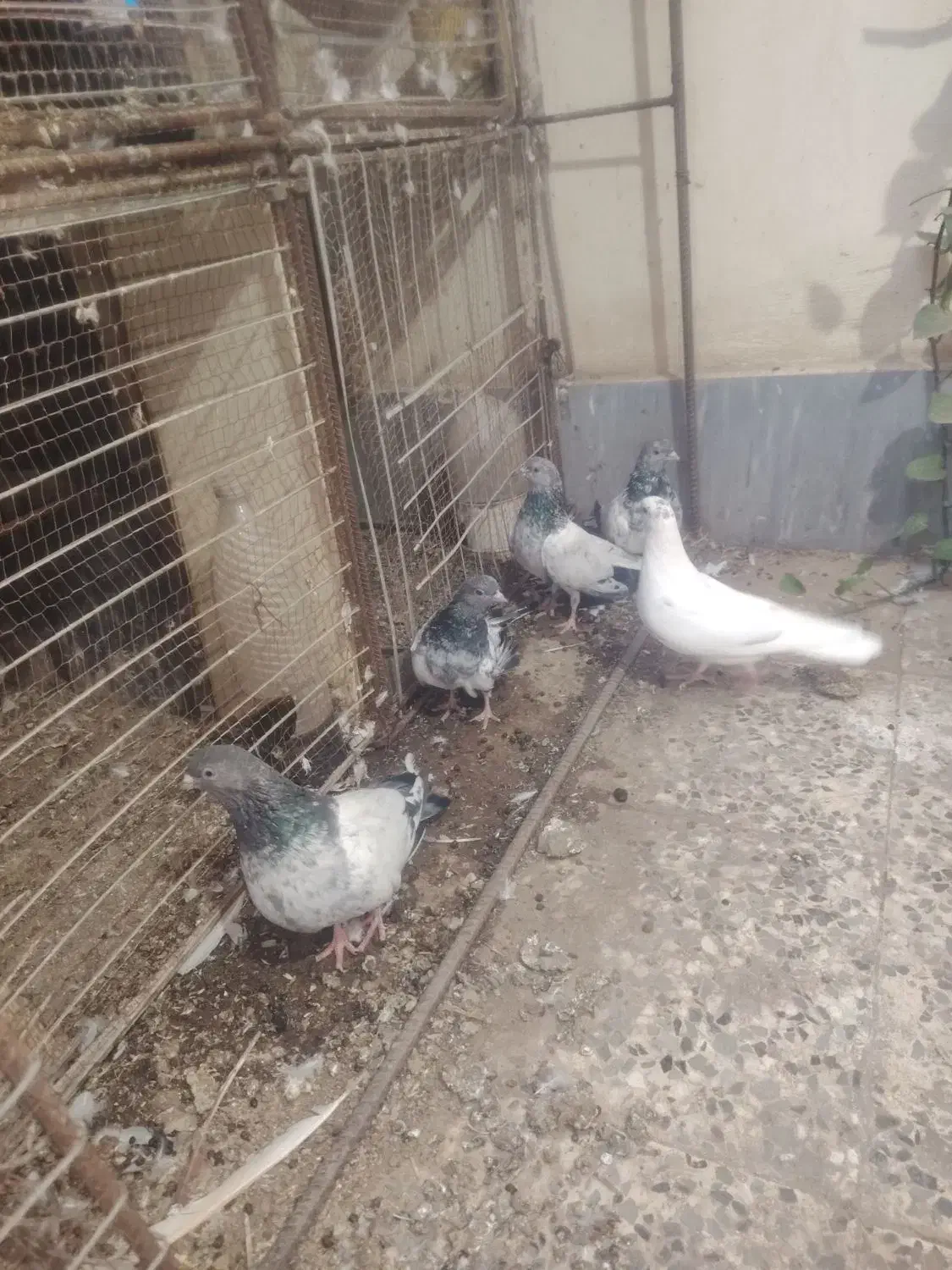 کبوتر|پرنده|چابهار, |دیوار