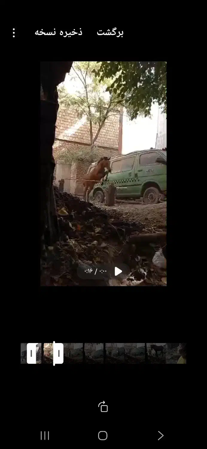 اسب شیهه یکسالش هست و کلی میفهمه|اسب و تجهیزات اسبسواری|قزوین, |دیوار