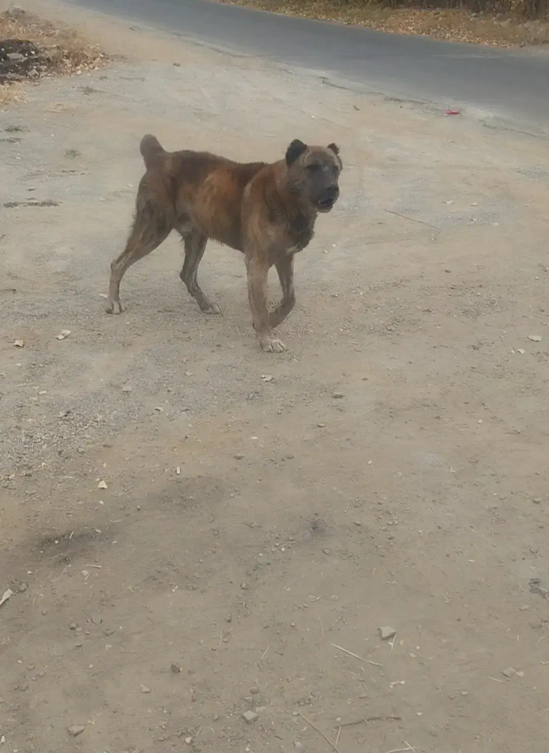 سگ گله ای نگهبان|سگ|آسارا, |دیوار