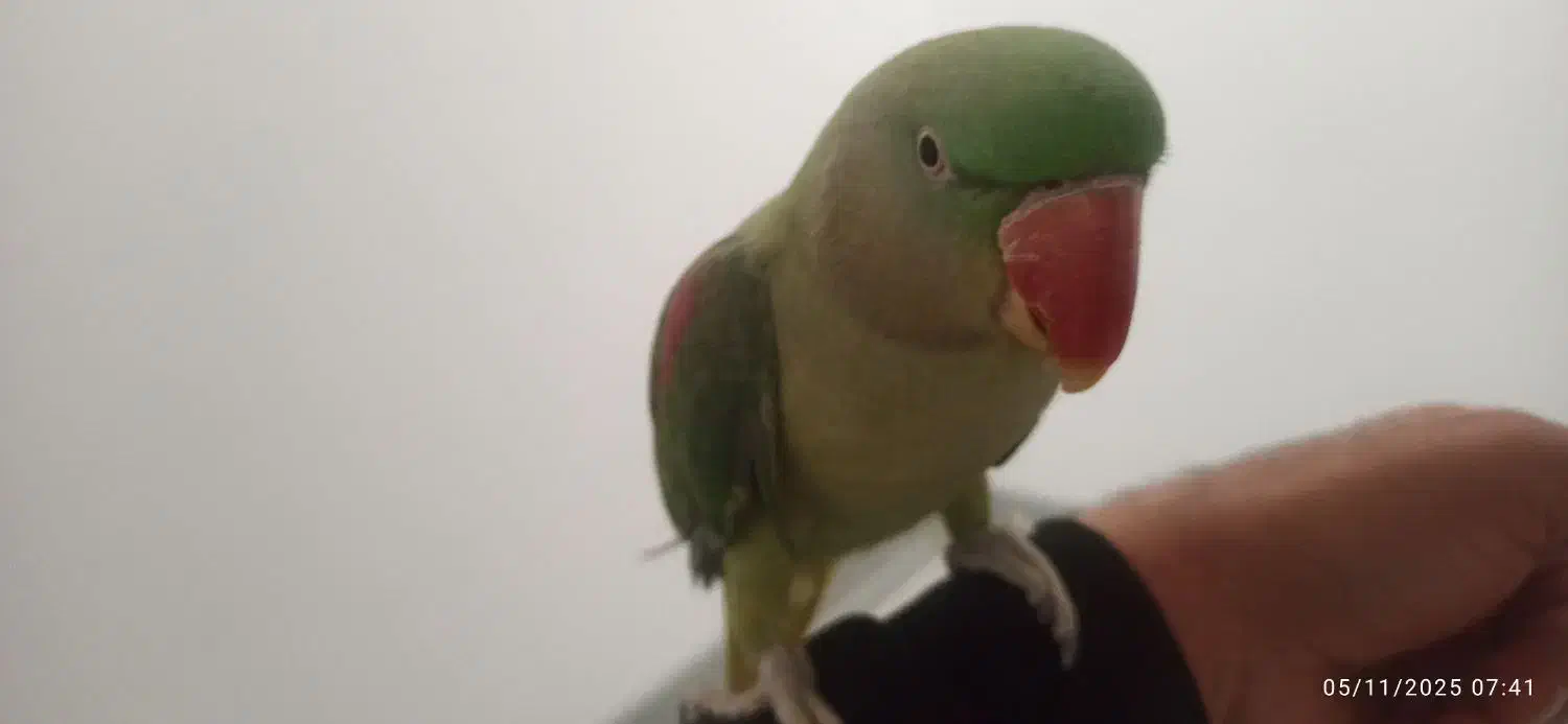 شاه طوطی سوپر رام ( فروش فوری )|پرنده|بوئین و میاندشت, |دیوار