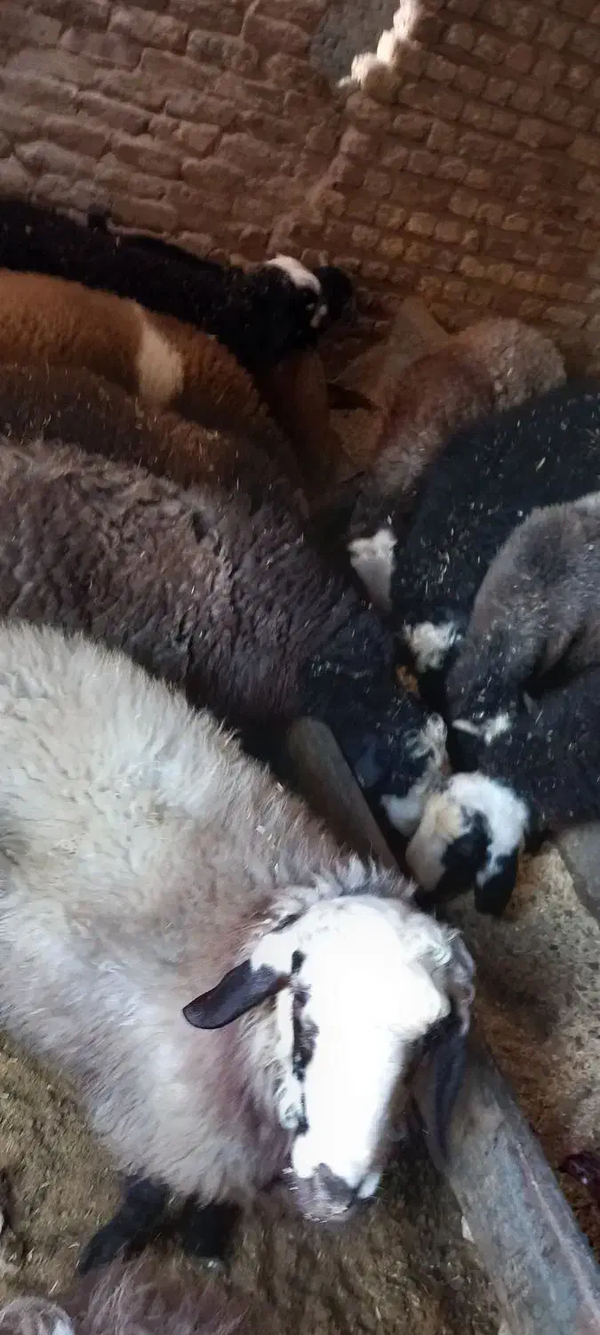 بره نر|حیوانات مزرعه|رامند, |دیوار