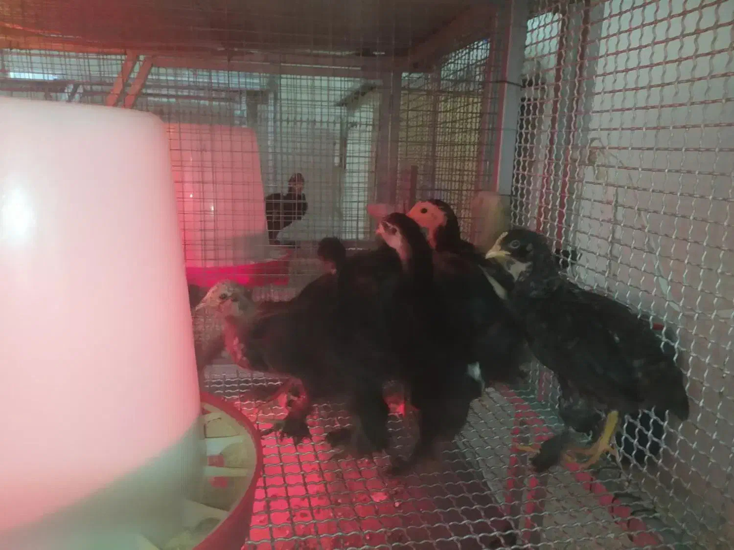 جوجه یک روزه و یک ماهه مرندی اصیل|حیوانات مزرعه|ری, شهرری|دیوار