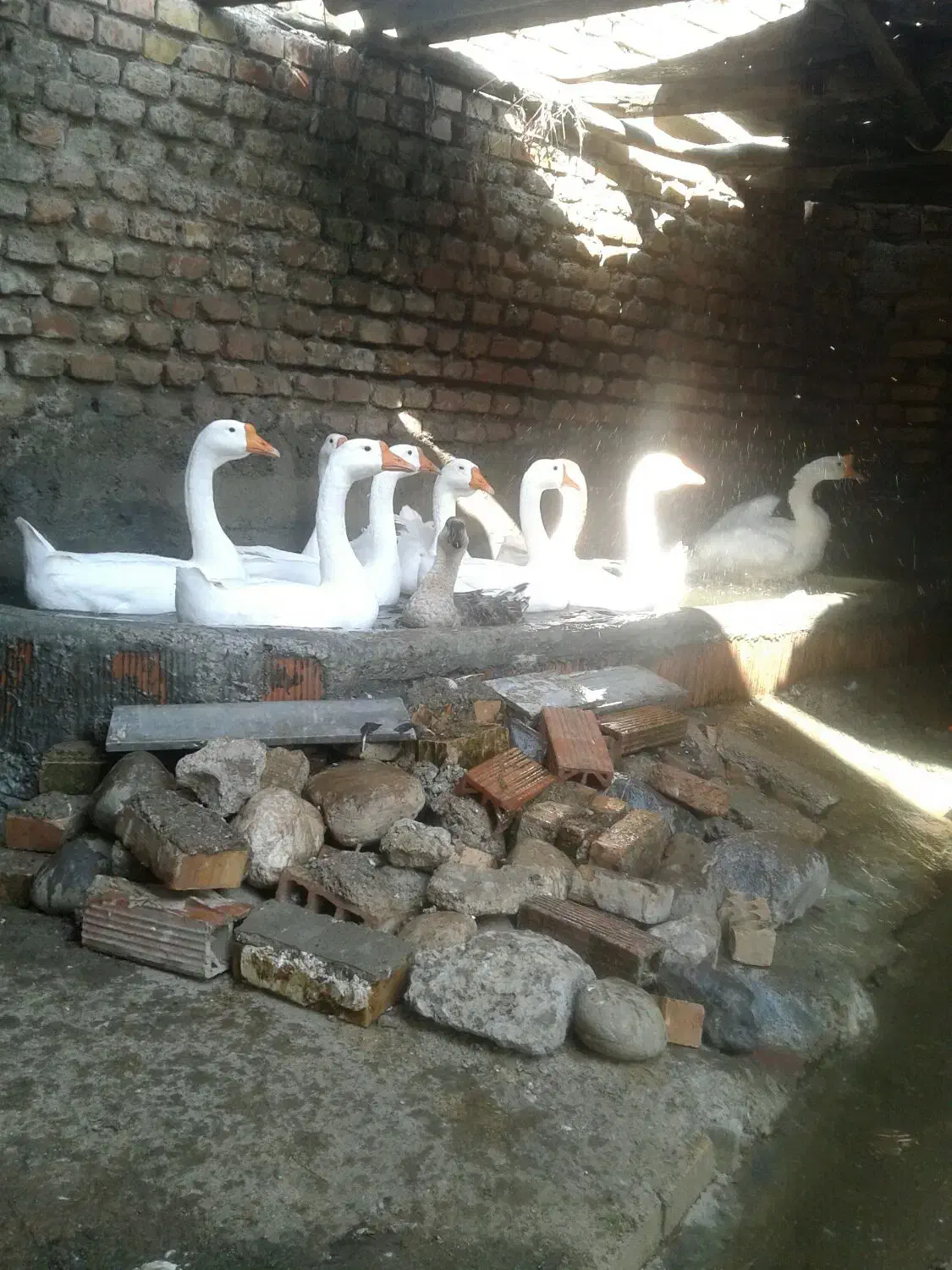 فروش دو جفت قوغاز بالغ سفید|حیوانات مزرعه|آزادشهر, |دیوار