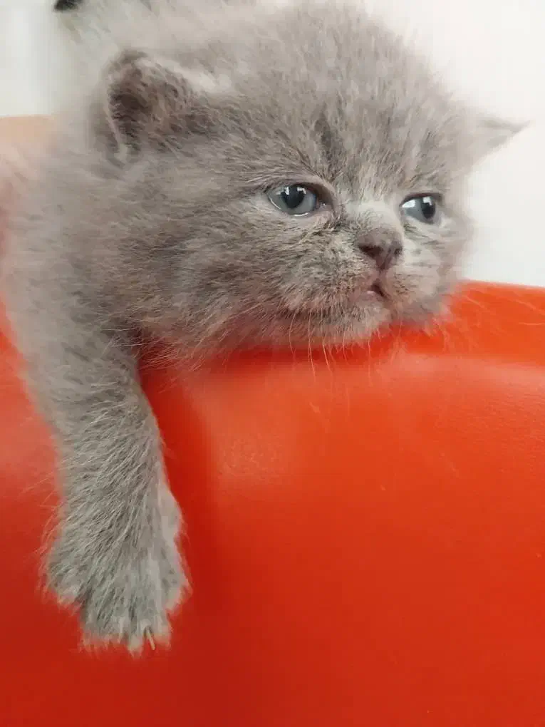 توله اسکاتیش بلونر|گربه|تهران, چهارصد دستگاه|دیوار