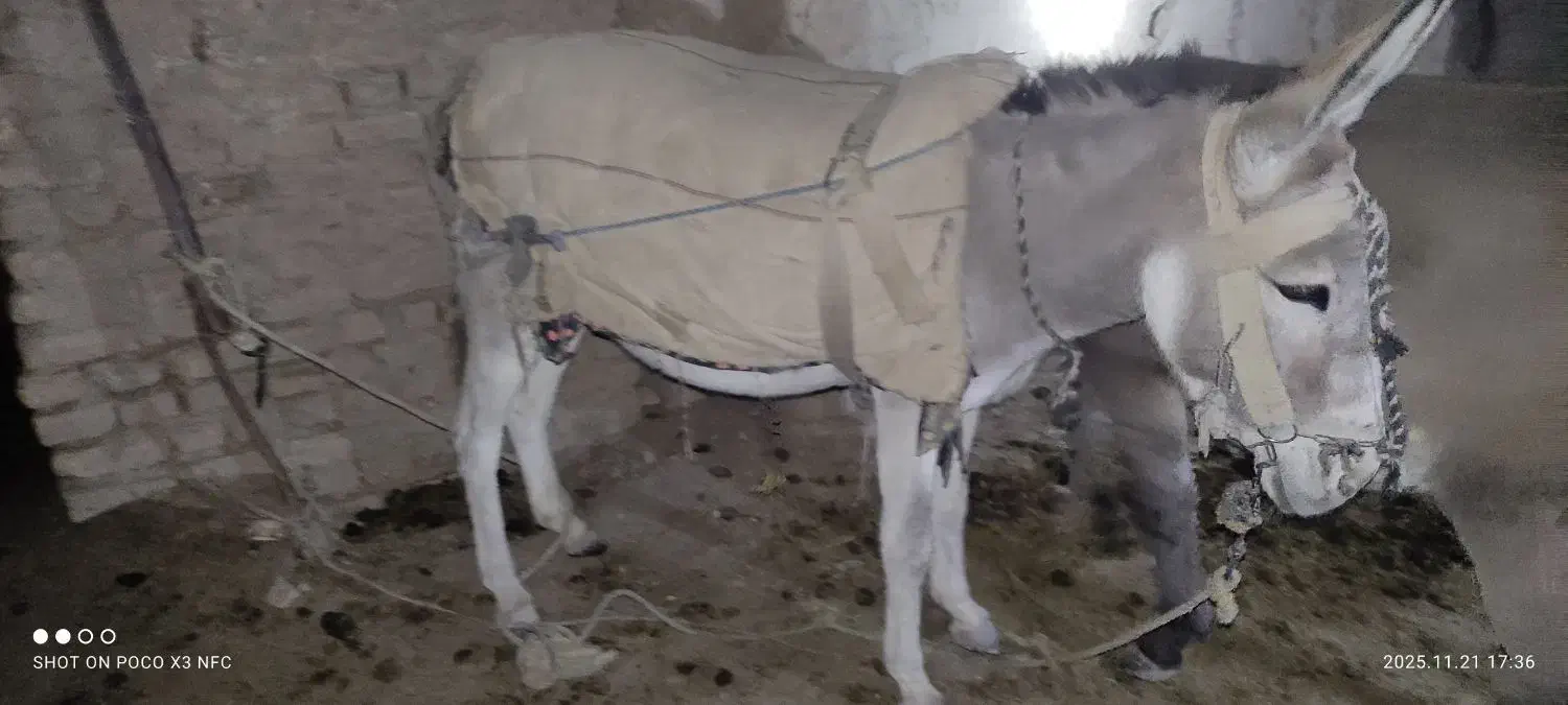 الاغ ماده|حیوانات مزرعه|مشهد, كنويست|دیوار