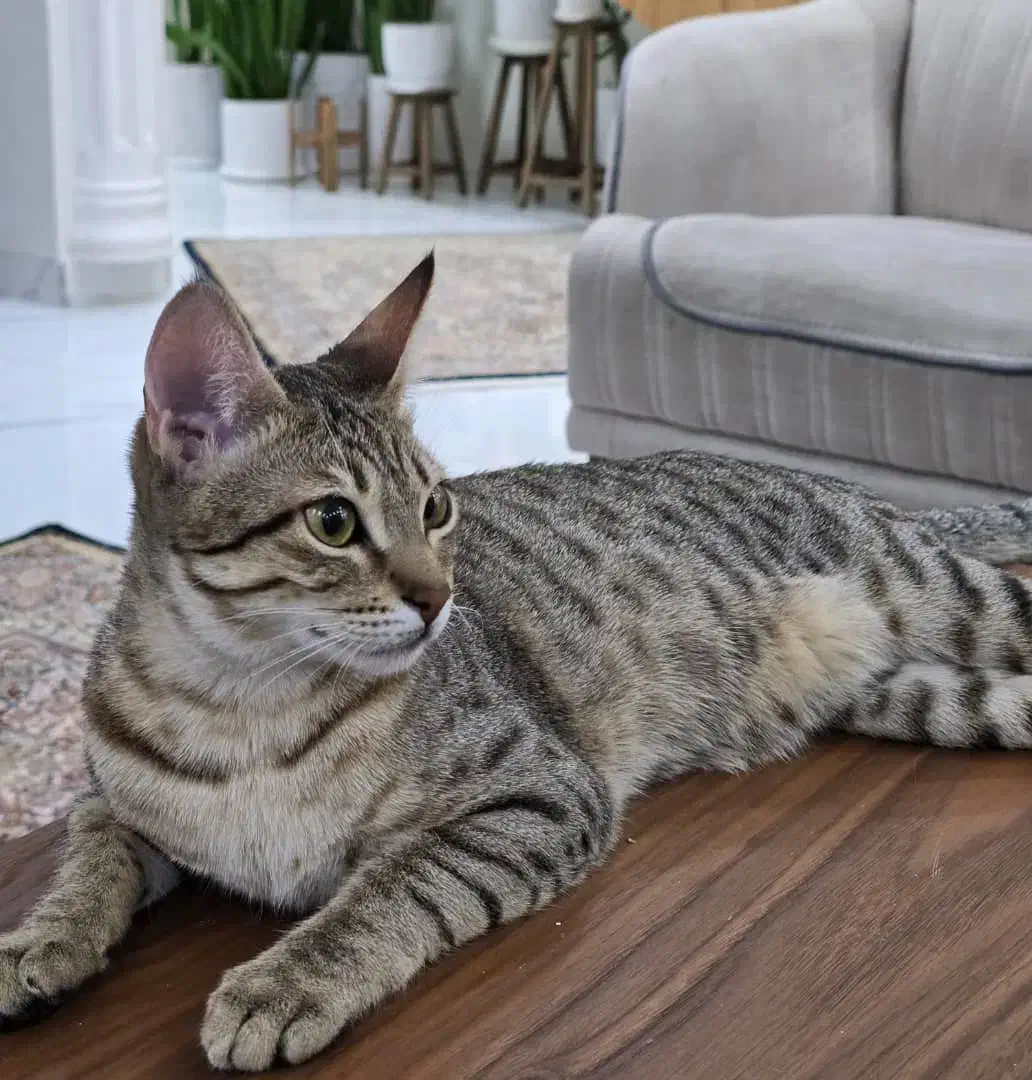 واگذاری گربه DSH|گربه|خرمشهر, |دیوار