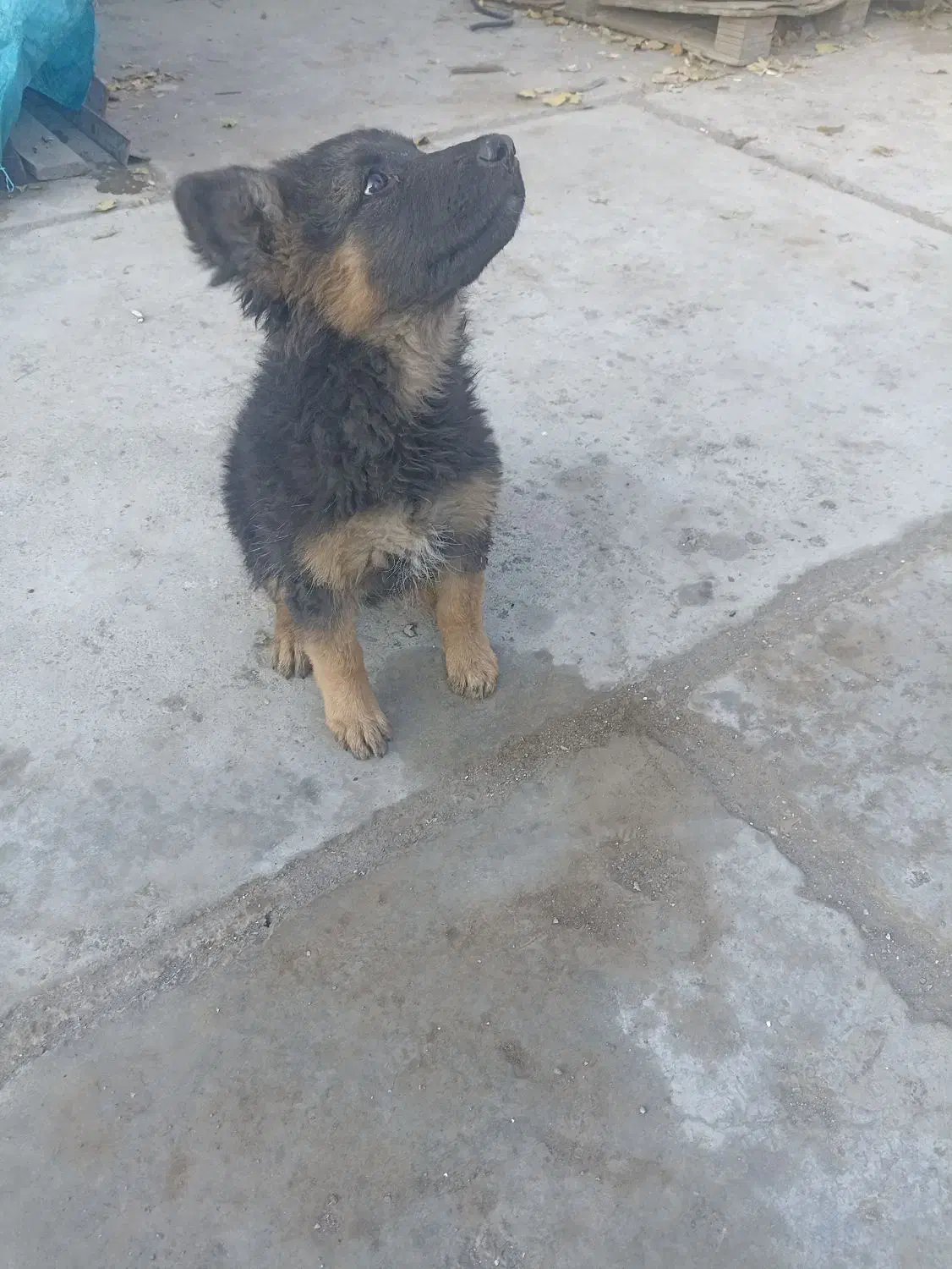 توله ماده ژرمن سه ماه|سگ|مشهد, امیریه|دیوار