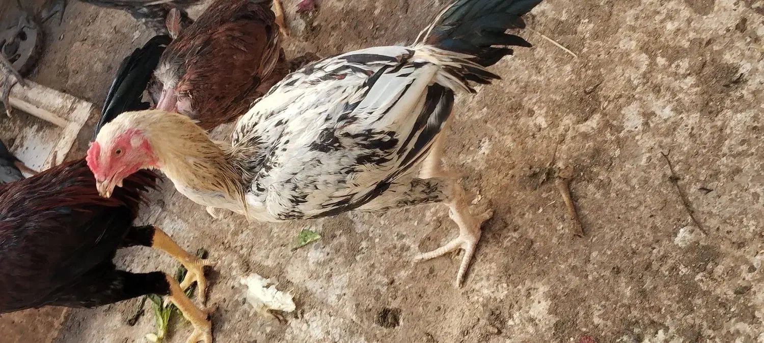 خروس لاری با اصل ونصب|حیوانات مزرعه|رامشیر, |دیوار