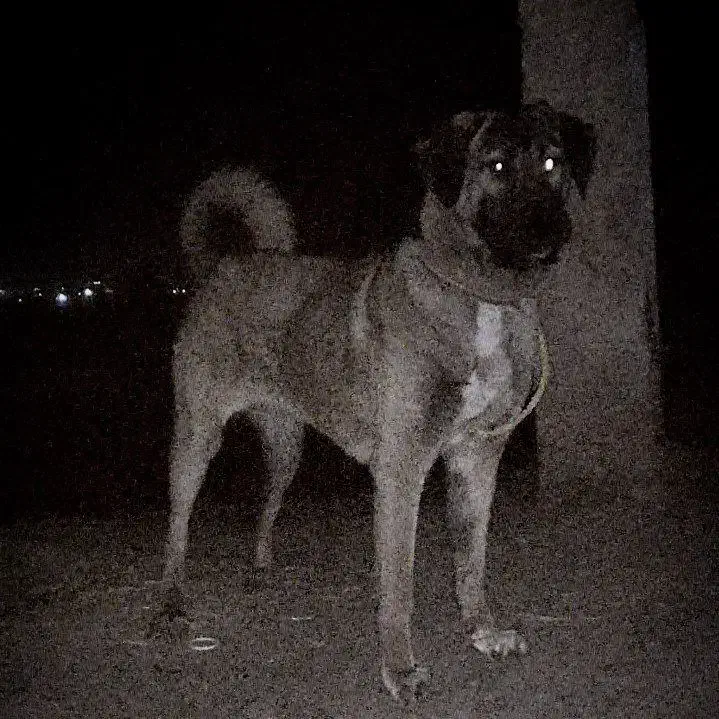 سگ عراقی|سگ|بهار, |دیوار