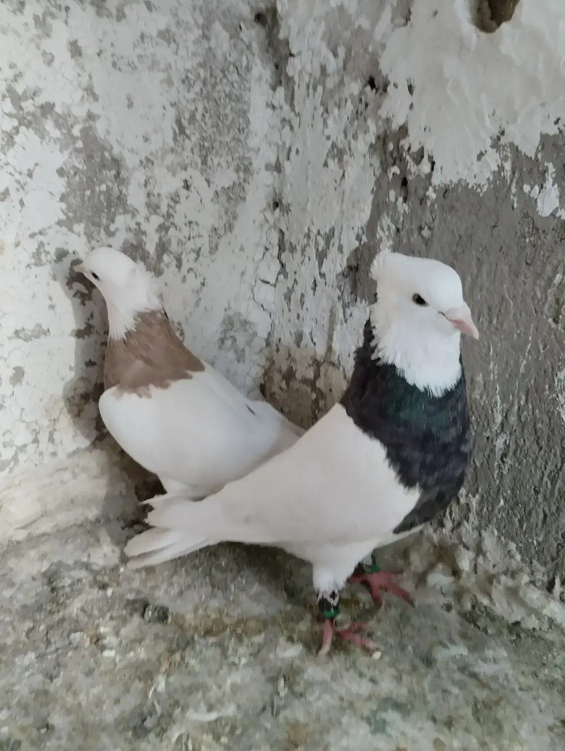 کبوتر طوقی|پرنده|شیروان (لرستان), |دیوار