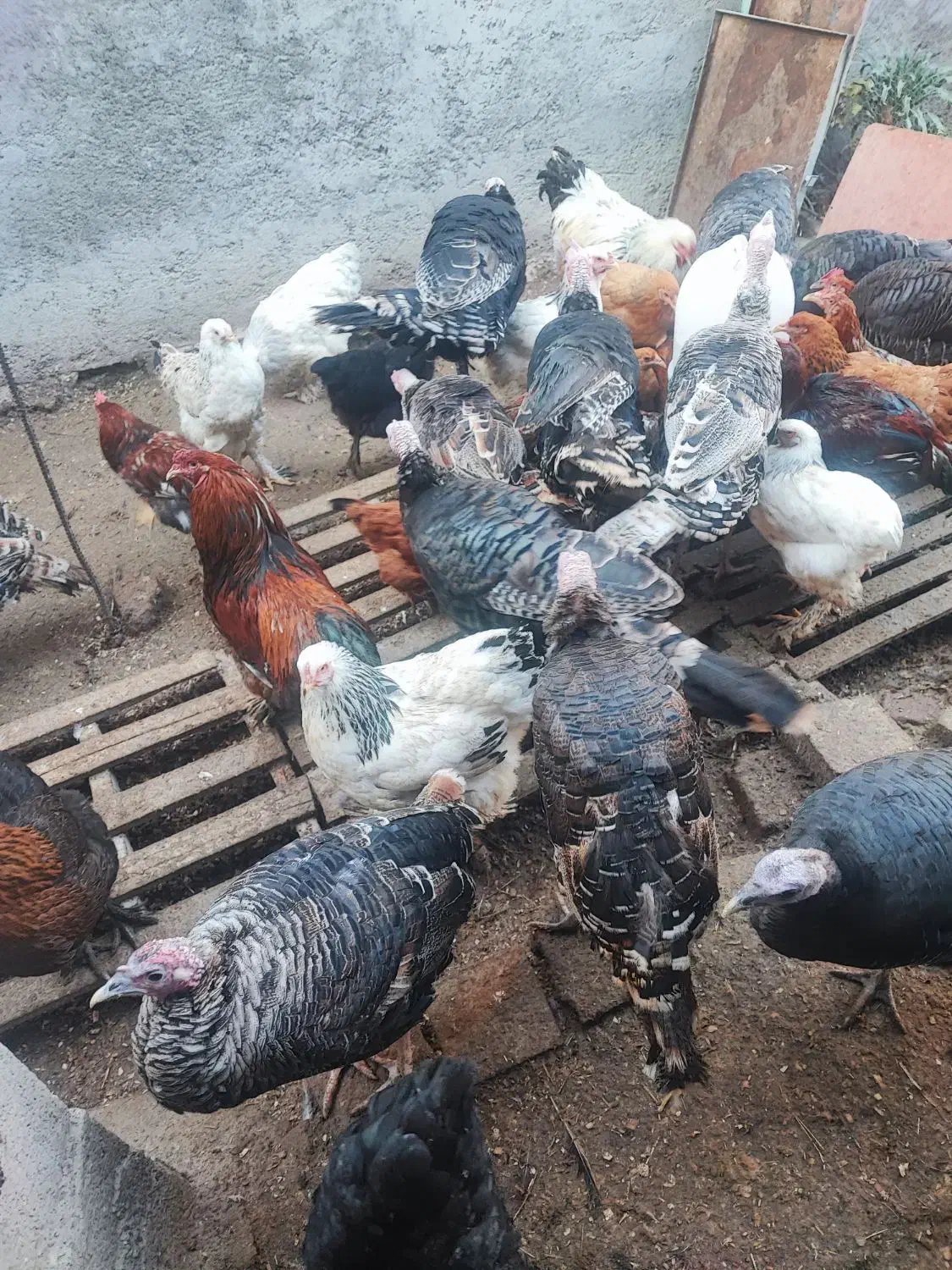 بوقلمون طبیعی ،خروس|حیوانات مزرعه|اردبیل, |دیوار