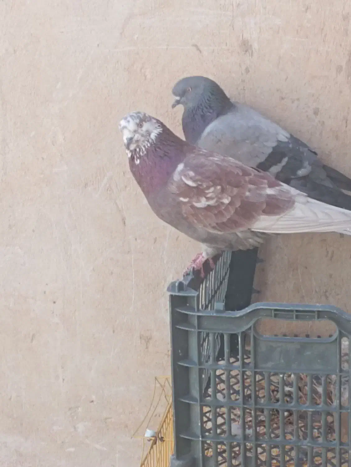 معاوضه باسهره نر یاقناری نر|پرنده|آبدانان, |دیوار