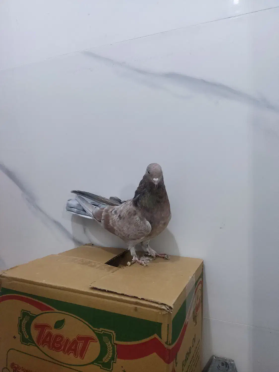 با سلام دوتا ماده سرور و یک نر زاغ آهنی درجه یک|پرنده|پردیس, فاز ۸|دیوار