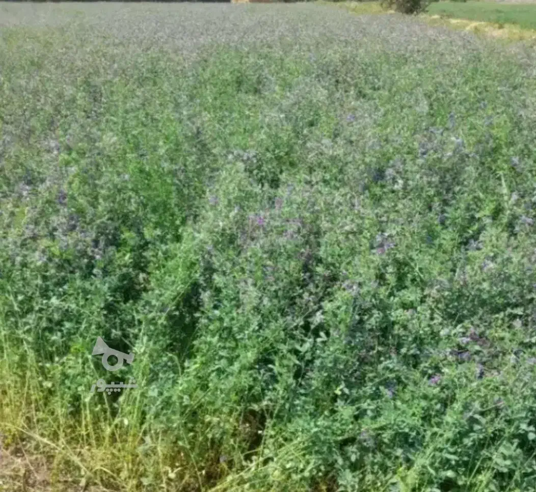 یونجه خوب و ریز قلم|حیوانات مزرعه|افشار, |دیوار